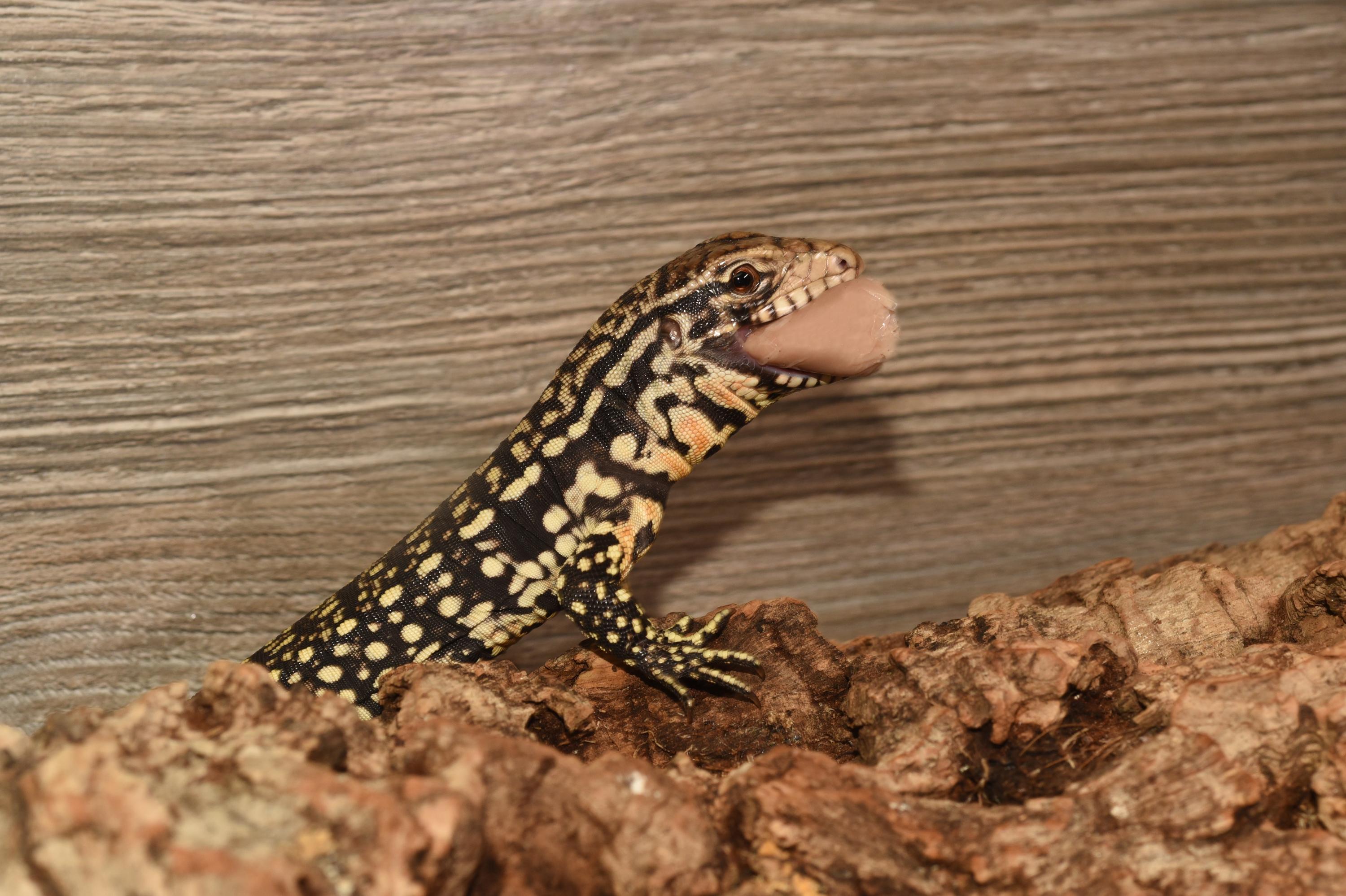 Lizard eating EvoRx